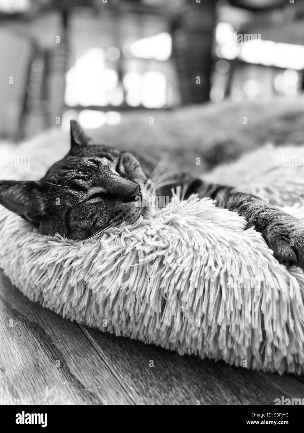 Un chat dormant dans un lit flou en noir et blanc. Banque D'Images