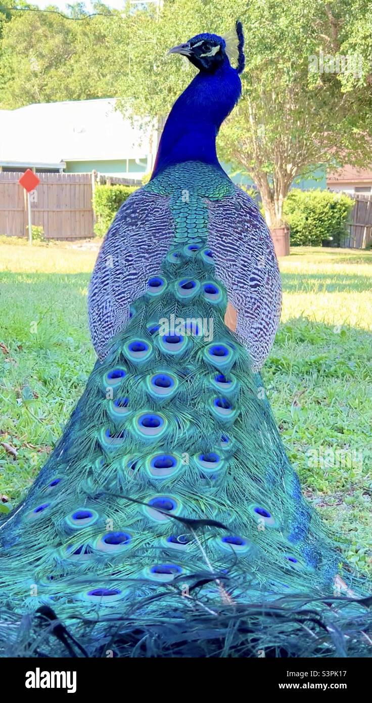 Peacock majestueux avec des plumes pleines regardant le dos Banque D'Images