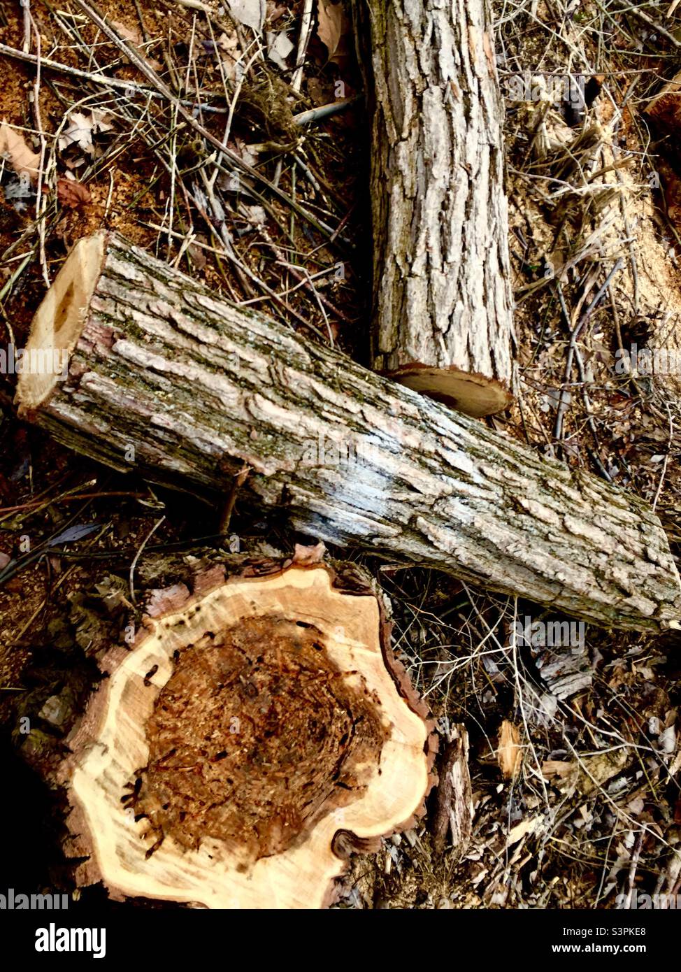 Arbre coupé en raison de dommages à la termite. La base et deux sections du tronc se trouvant sur le sol où il a grandi, Ontario, Canada. Banque D'Images