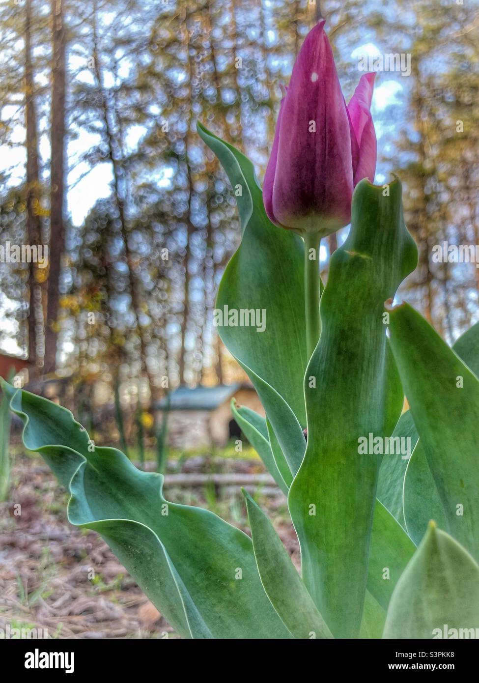 Purple tulip Banque D'Images