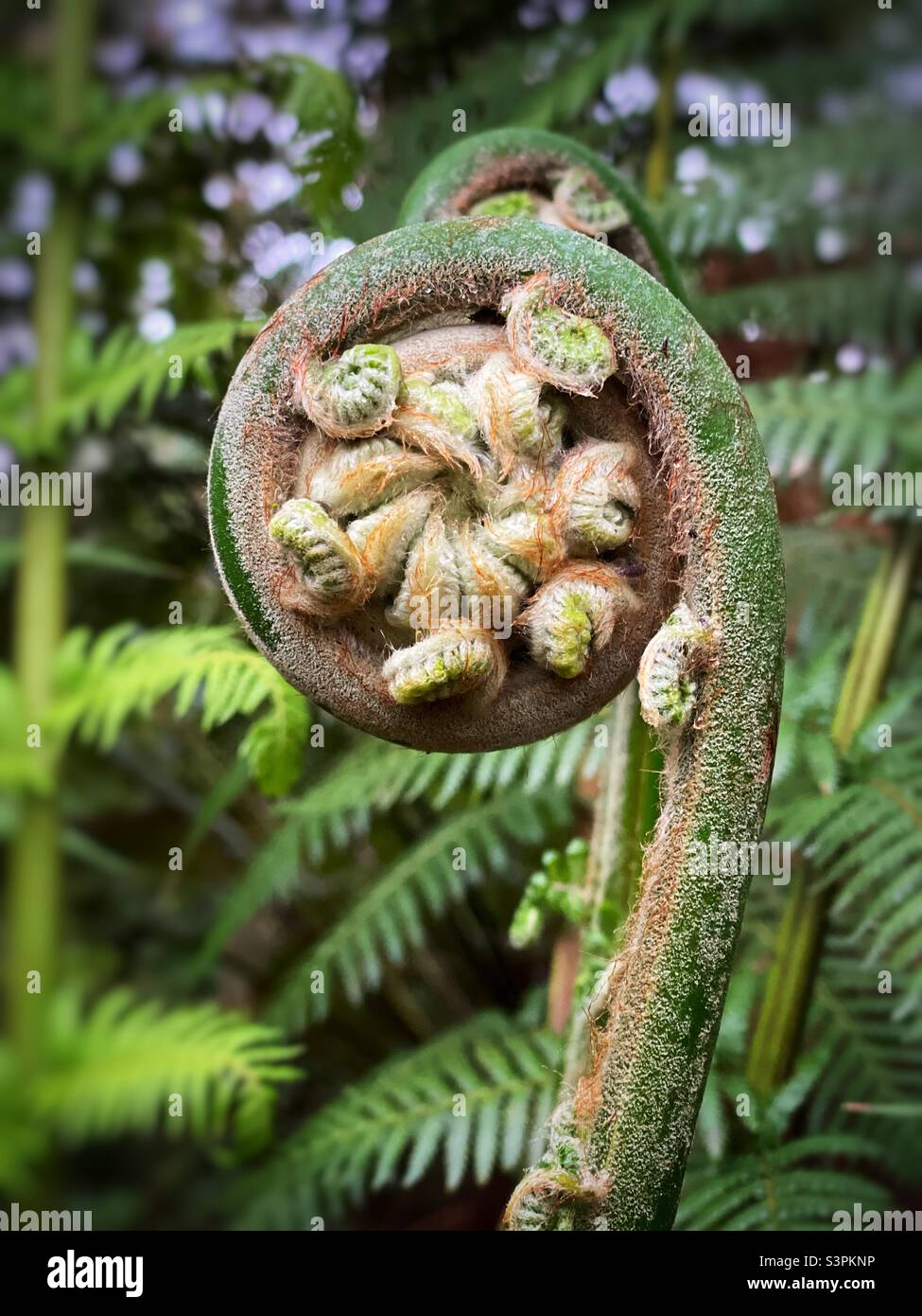 Front de poupe d'un arbre géant à Portmeirion, au nord du pays de Galles, avril. - Image de stock capturée avec un smartphone