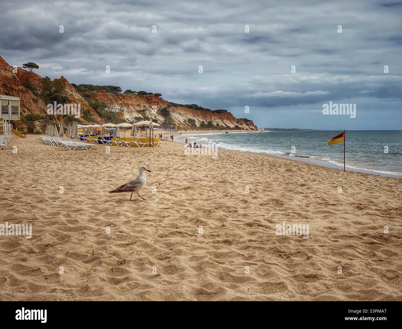 Mouette marchant sur une plage trouble de l'Algarve, Portugal. Banque D'Images