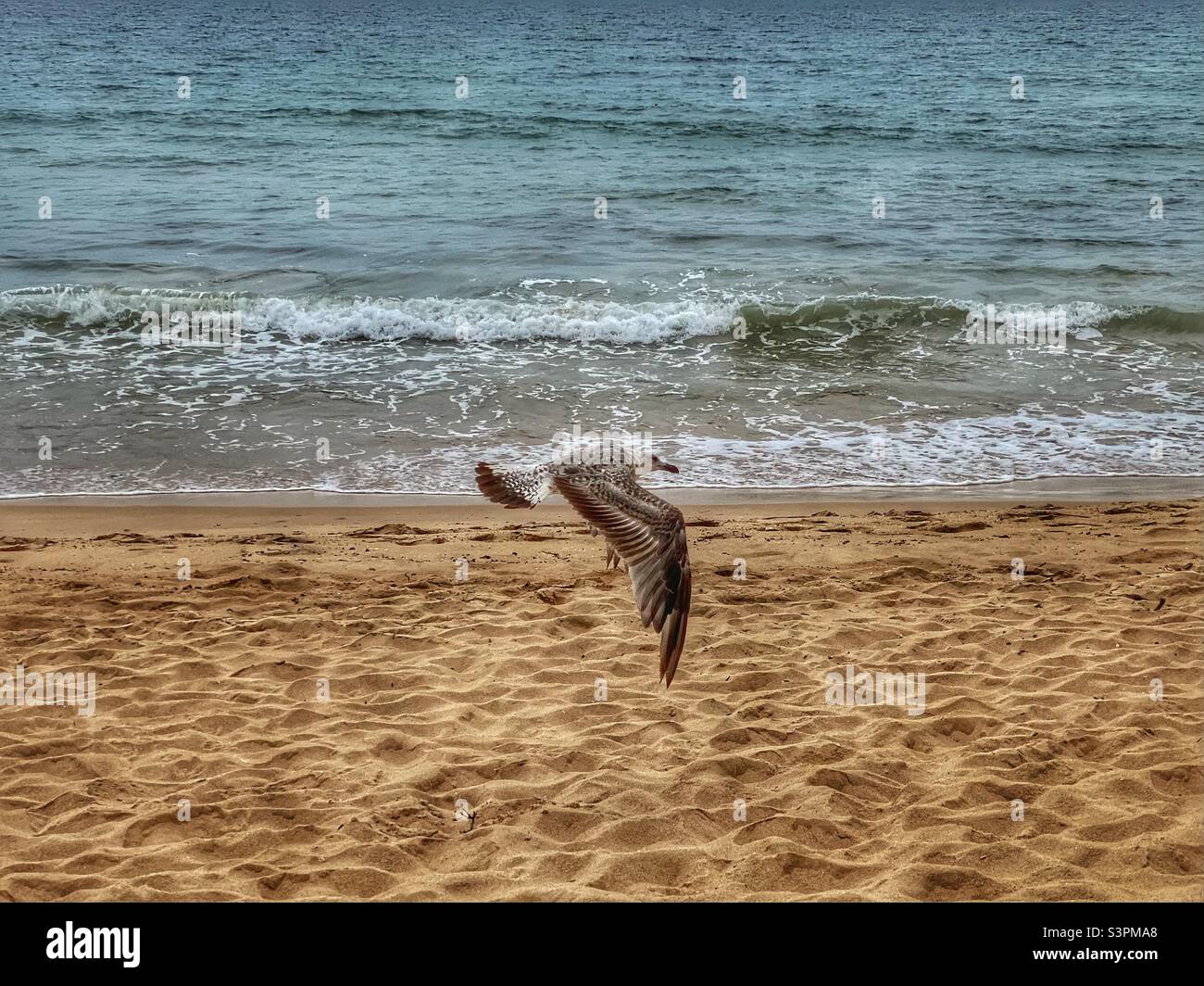 Mouette survolant les vagues sur une plage en Algarve, Portugal. Banque D'Images