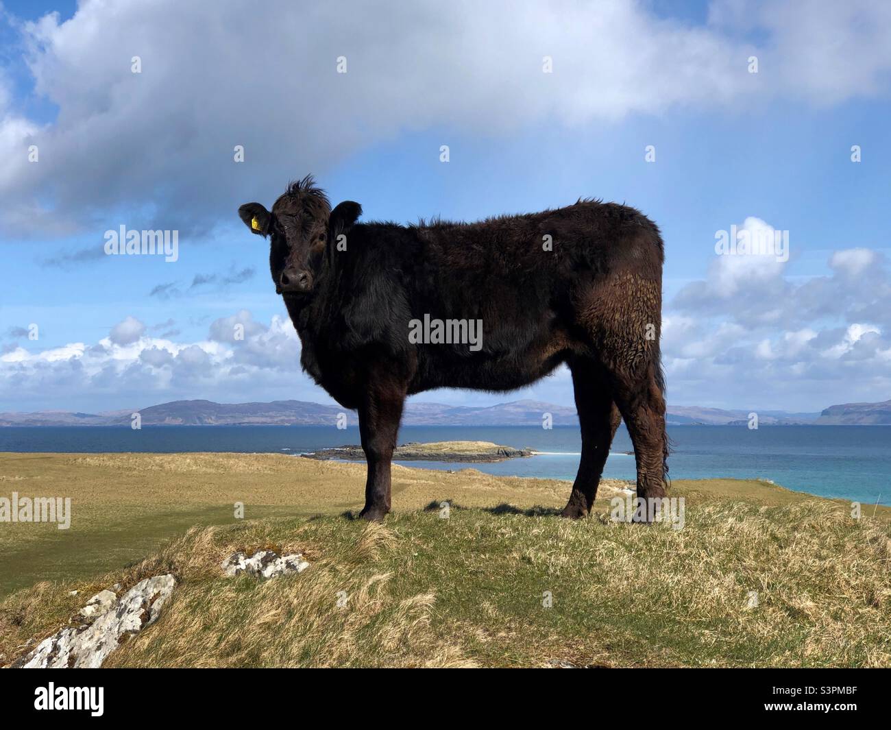 Aberdeen Angus bétail sur l'île d'Iona avec vue sur l'île de Mull, en Écosse - Image de stock capturée avec un smartphone