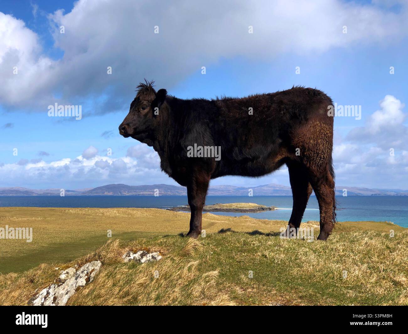 Aberdeen Angus bétail sur l'île d'Iona avec vue sur l'île de Mull, en Écosse - Image de stock capturée avec un smartphone