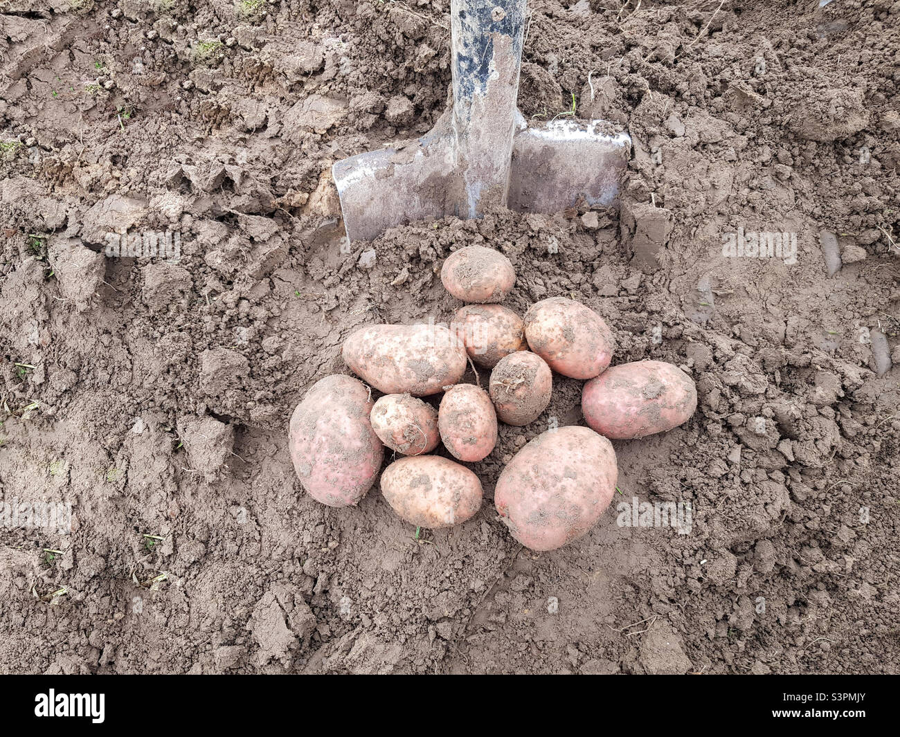 Les pommes de terre arc dehors avec une pelle sont couché sur le sol Banque D'Images