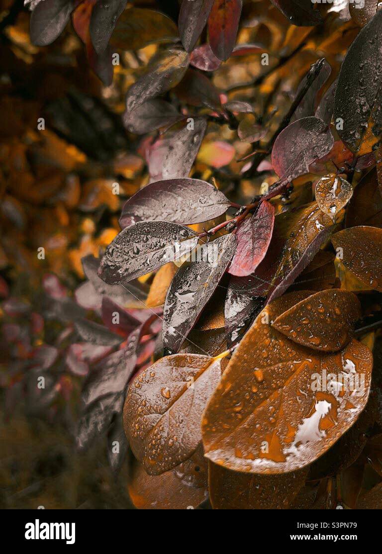 Feuilles mouillées après la pluie Banque D'Images