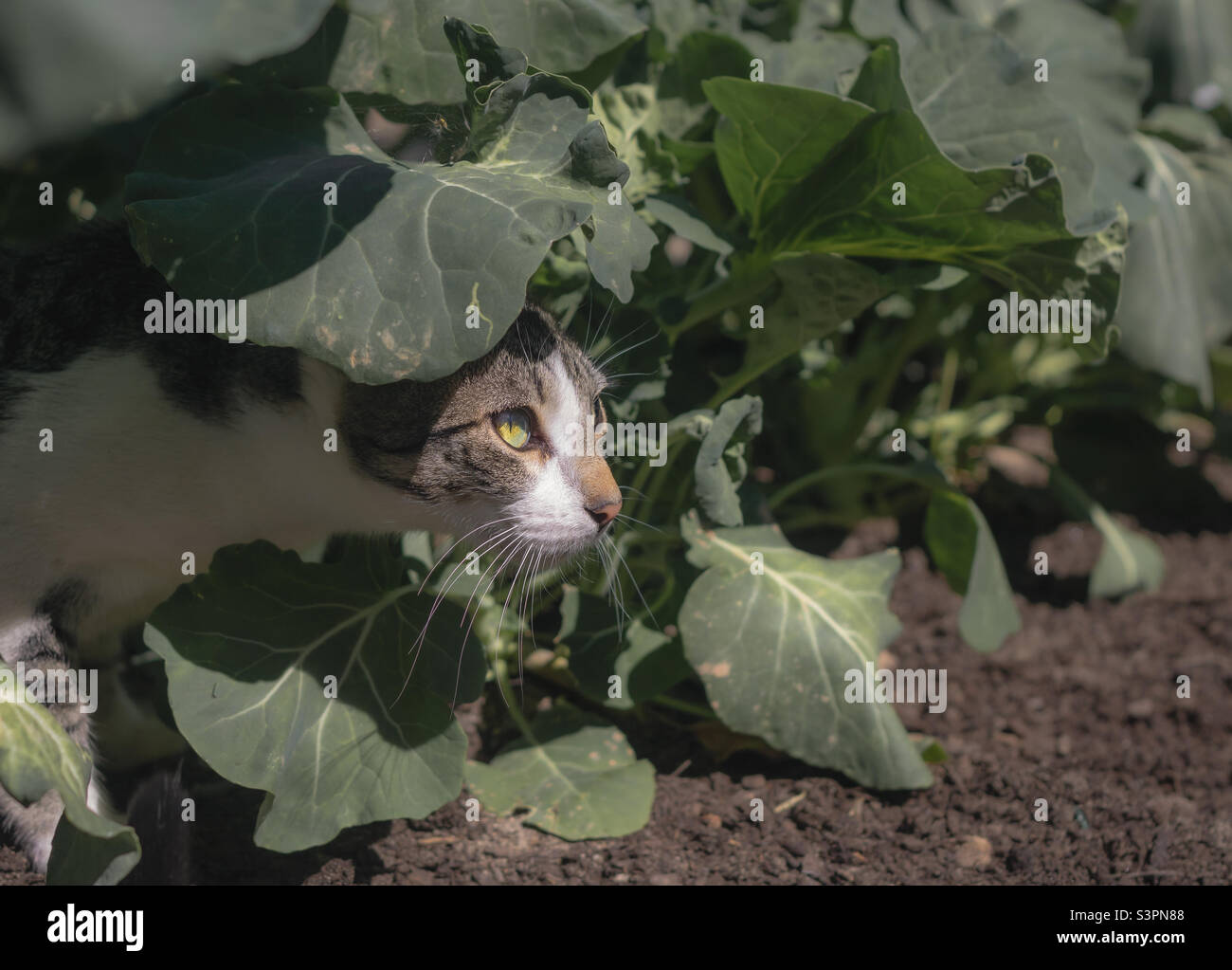 Chou Patch Cat - un jeune chat blanc, tabby et peaks hors de sous de grandes feuilles de chou disquette - Image de stock capturée avec un smartphone