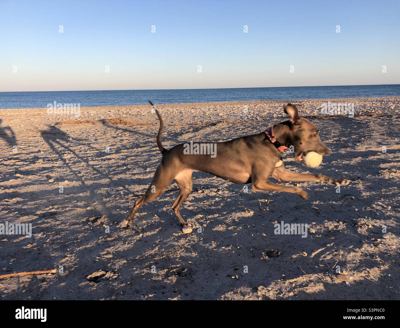 greyhound italien courant sur la plage avec une balle dans la bouche Banque D'Images