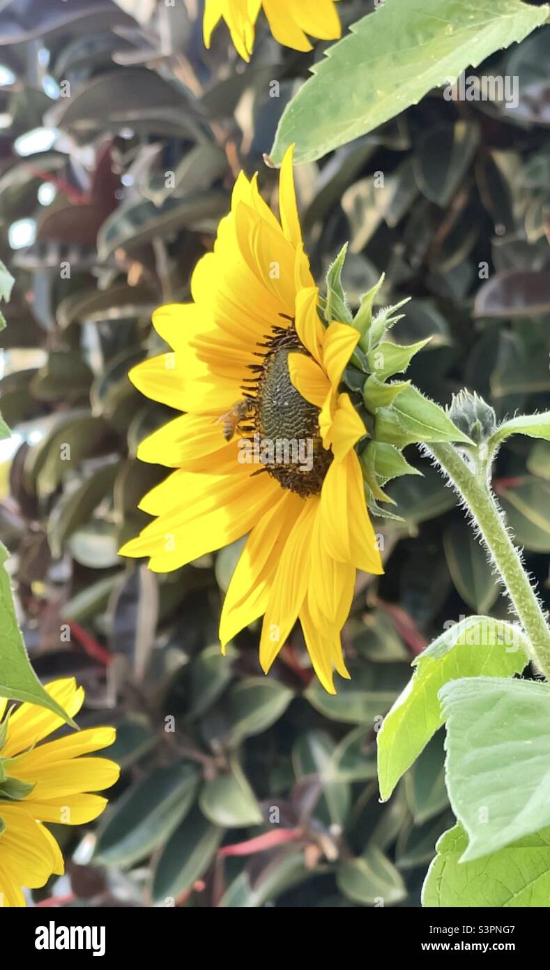 Tournesol simple avec une abeille, plante d'arbre en caoutchouc en arrière-plan, lumineuse et ensoleillée Banque D'Images