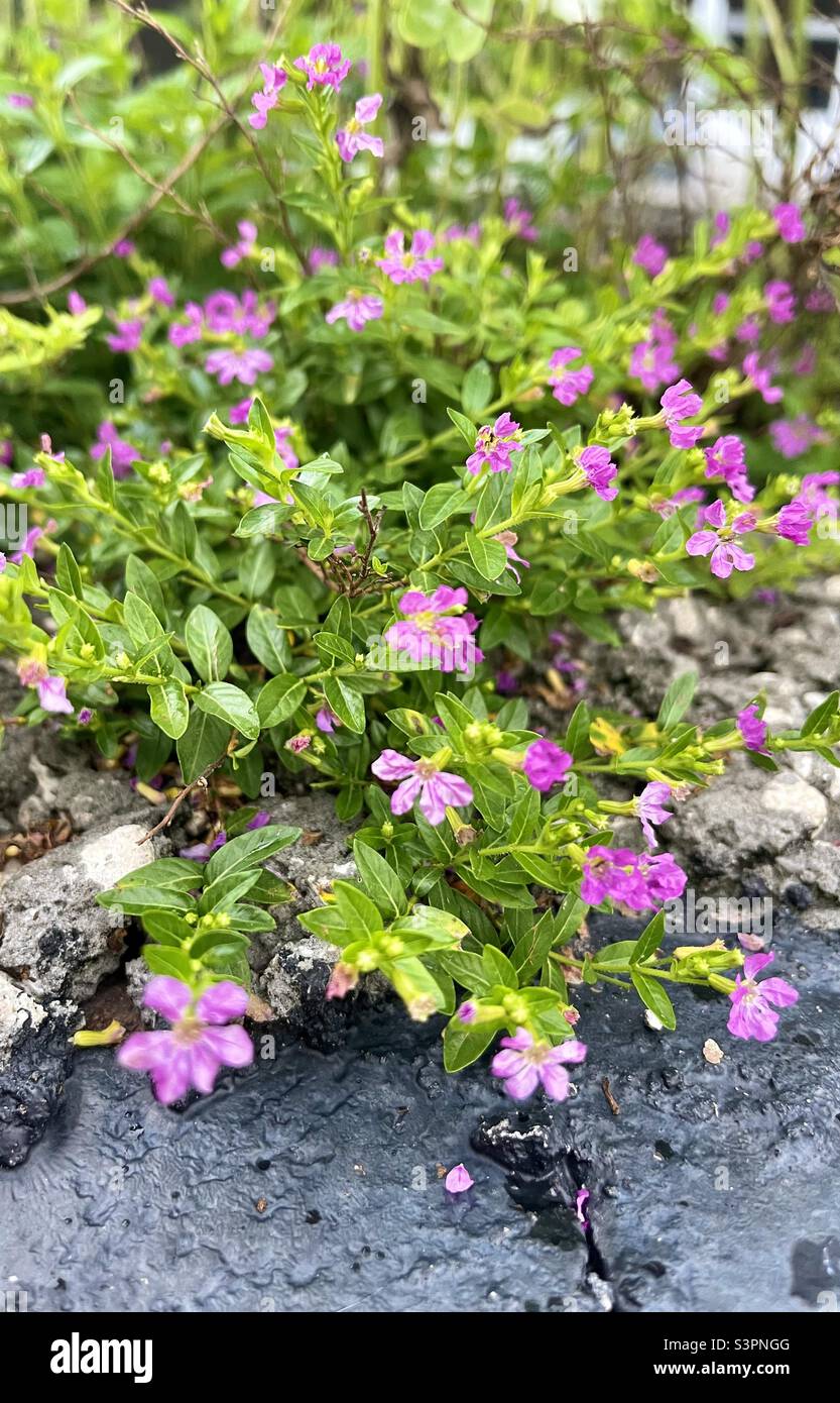 Petites fleurs violettes qui poussent sur du béton Banque D'Images