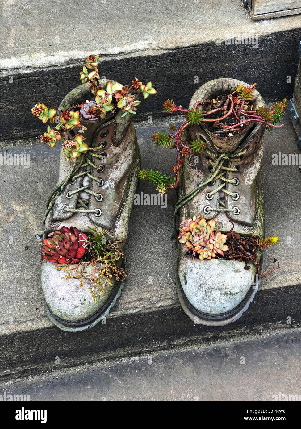 Les vieilles bottes ont été réutilisées comme jardin fleuri Minature Banque D'Images