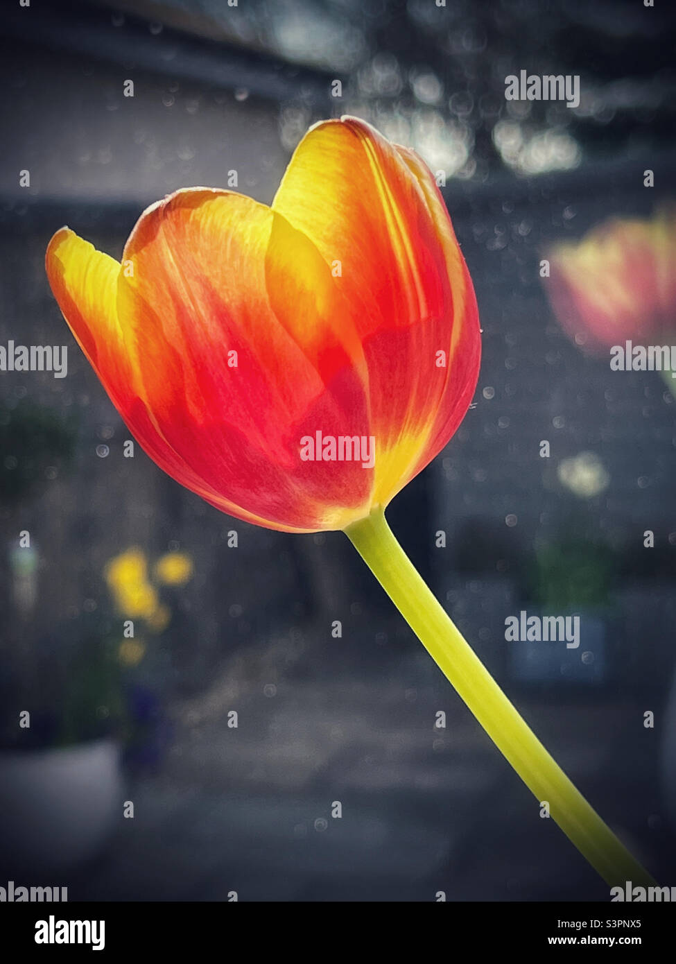 Fleur tulipe jaune et rouge Banque D'Images