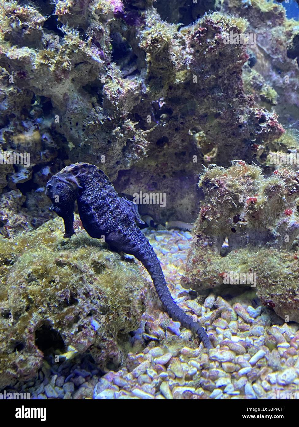 Un hippocampe à l'aquarium de Barcelone, Catalunya, Espagne, Europe. Mars 2022. - Image de stock capturée avec un smartphone