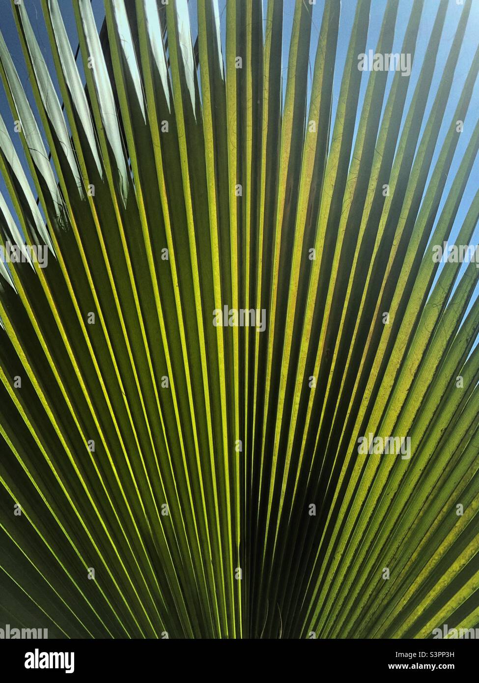 Feuille de palmier - Image de stock capturée avec un smartphone