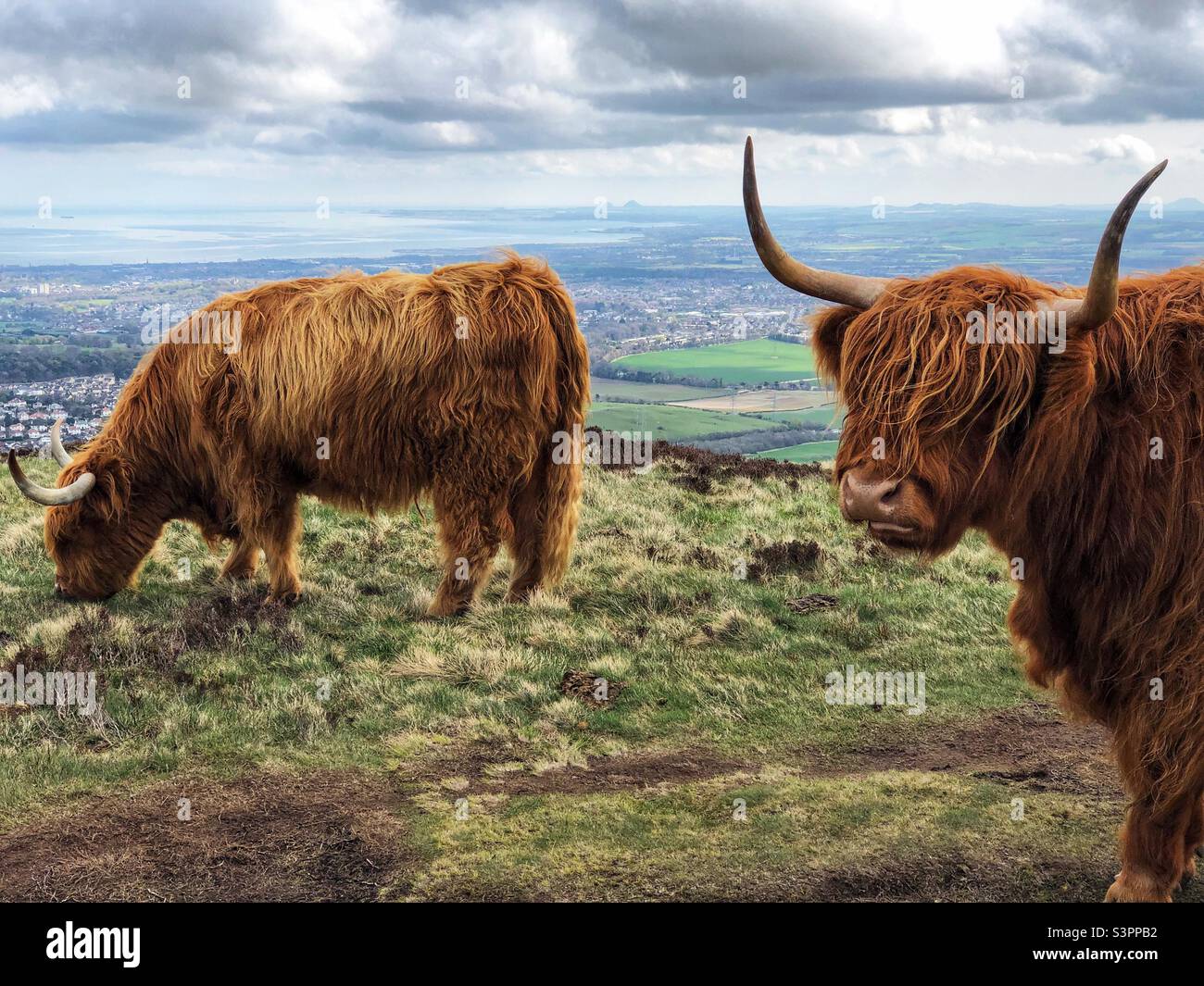 Les vaches des Highlands broutent et profitent du soleil dans le parc régional de Pentlands, à Édimbourg - Image de stock capturée avec un smartphone