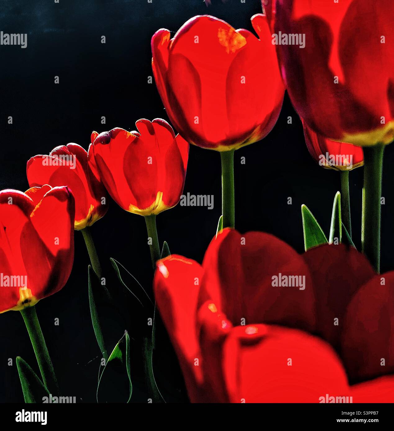 Tulipes rouges. Banque D'Images
