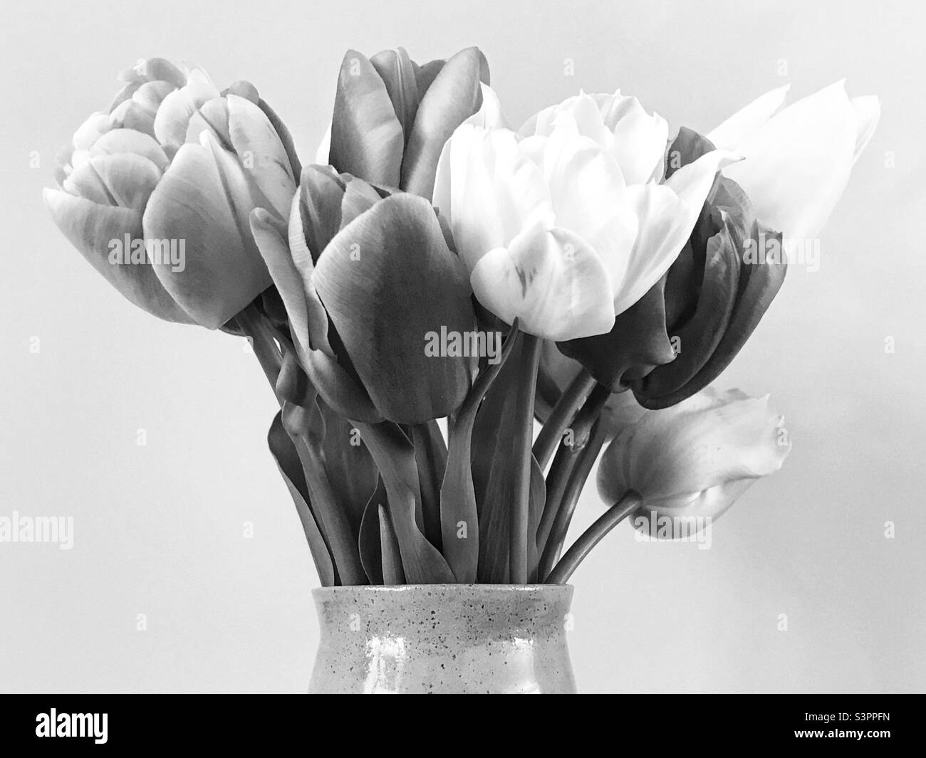 Monochrome - tulipes dans un vase - Image de stock capturée avec un smartphone