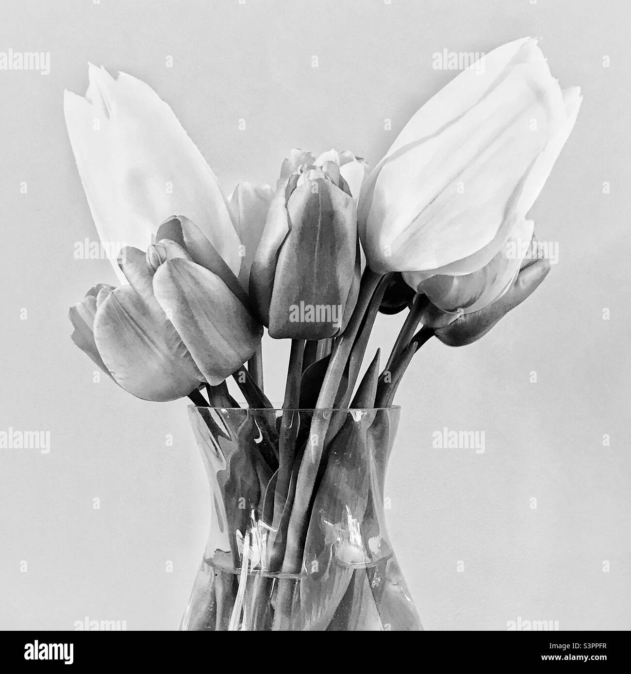 Monochrome - tulipes dans un vase - Image de stock capturée avec un smartphone