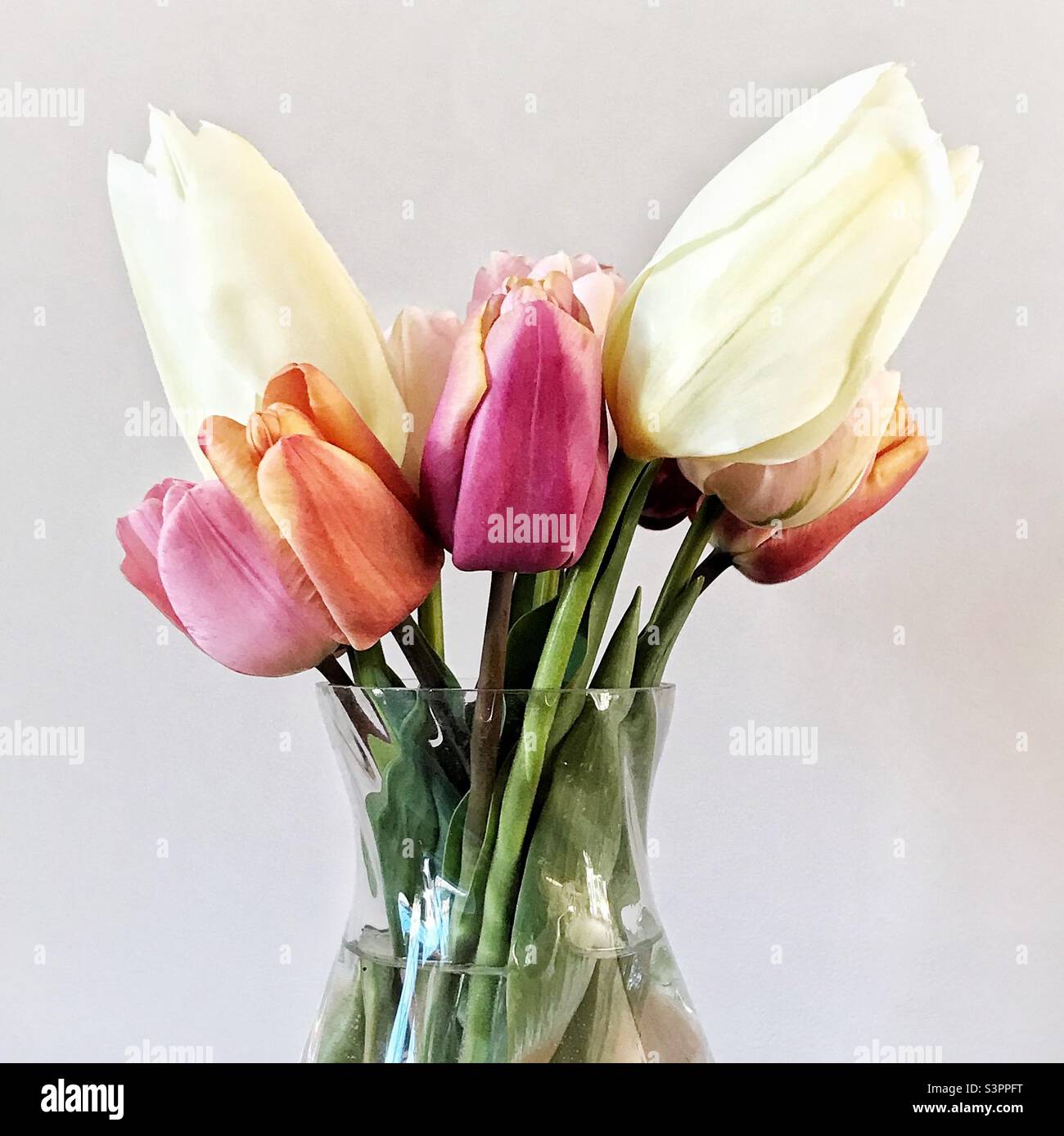 Tulipes dans un vase - Image de stock capturée avec un smartphone