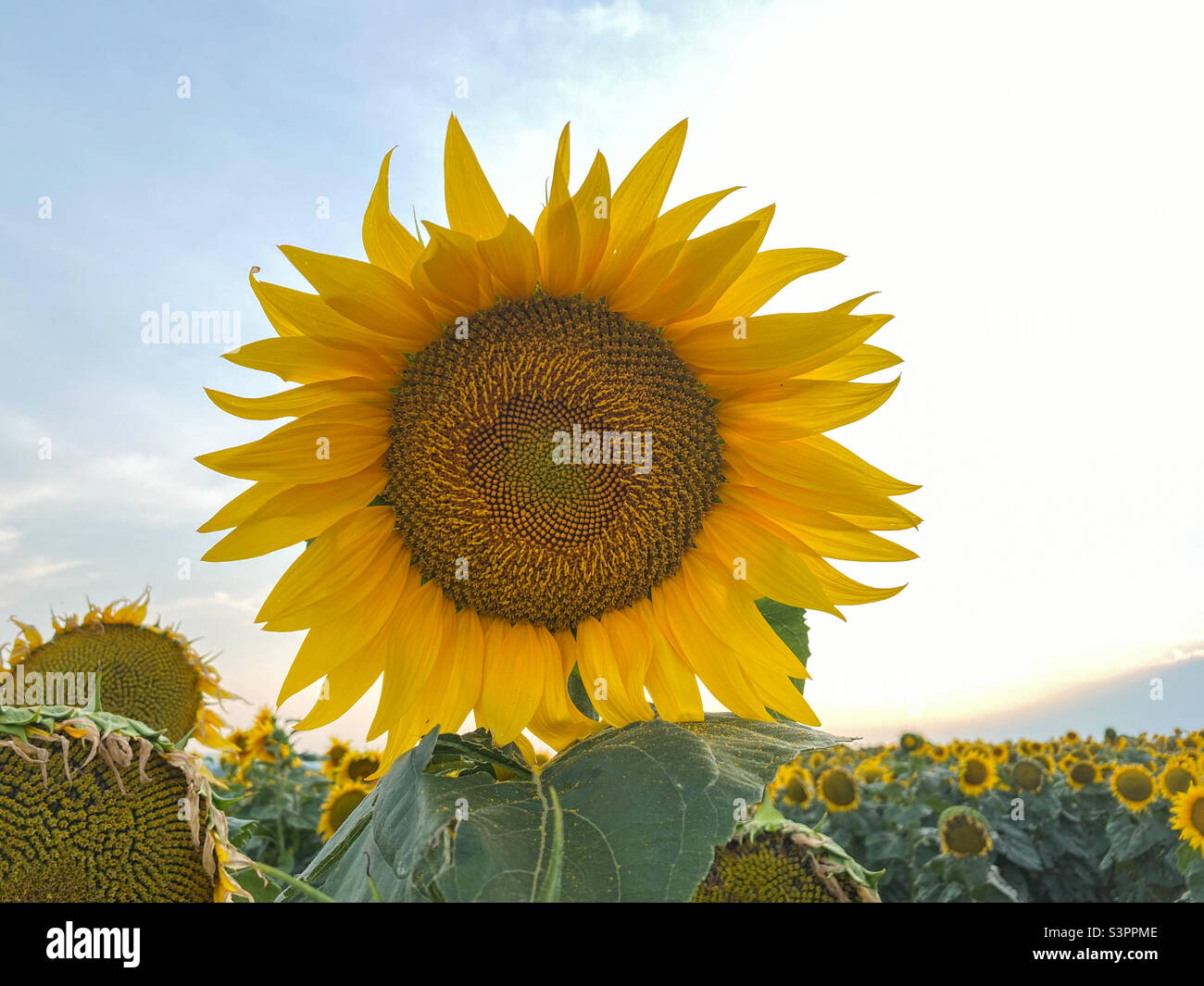 Beau tournesol jaune sur un champ de tournesol gros plan. Tournesol jaune avec copyspace. Tournesol sous un ciel nuageux Banque D'Images