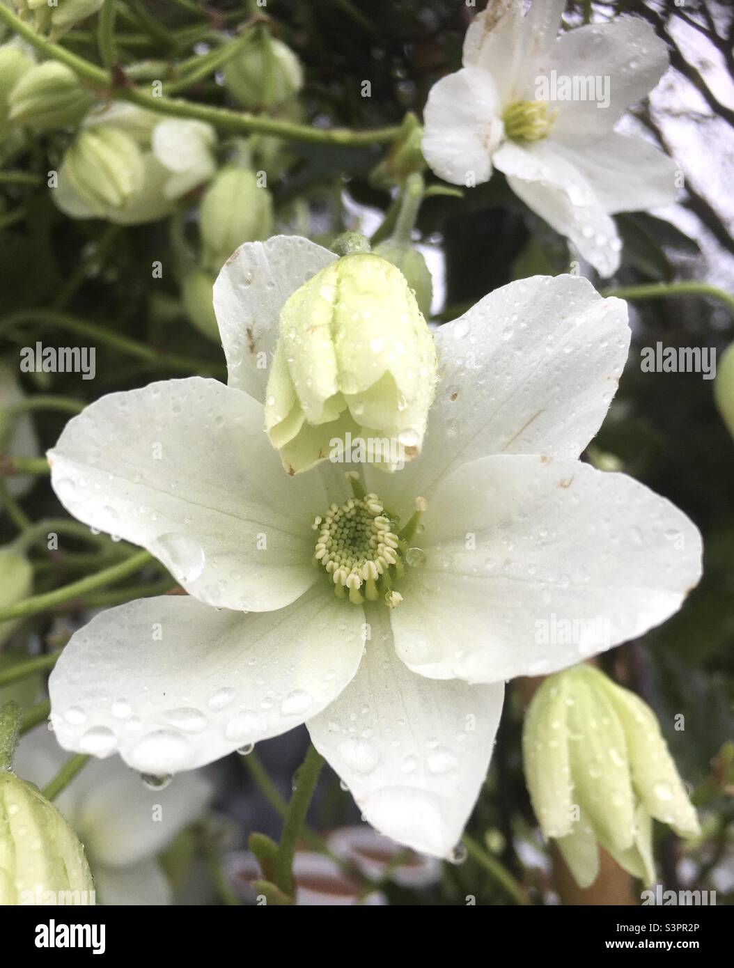 Fleur blanche, clématis, beauté, vert, nature, paix, fleurs, Banque D'Images