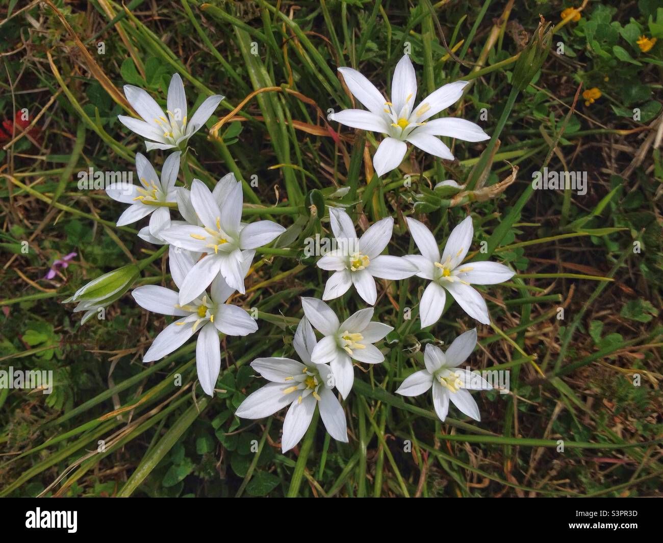 Ornithogalum en ombel au printemps Banque D'Images