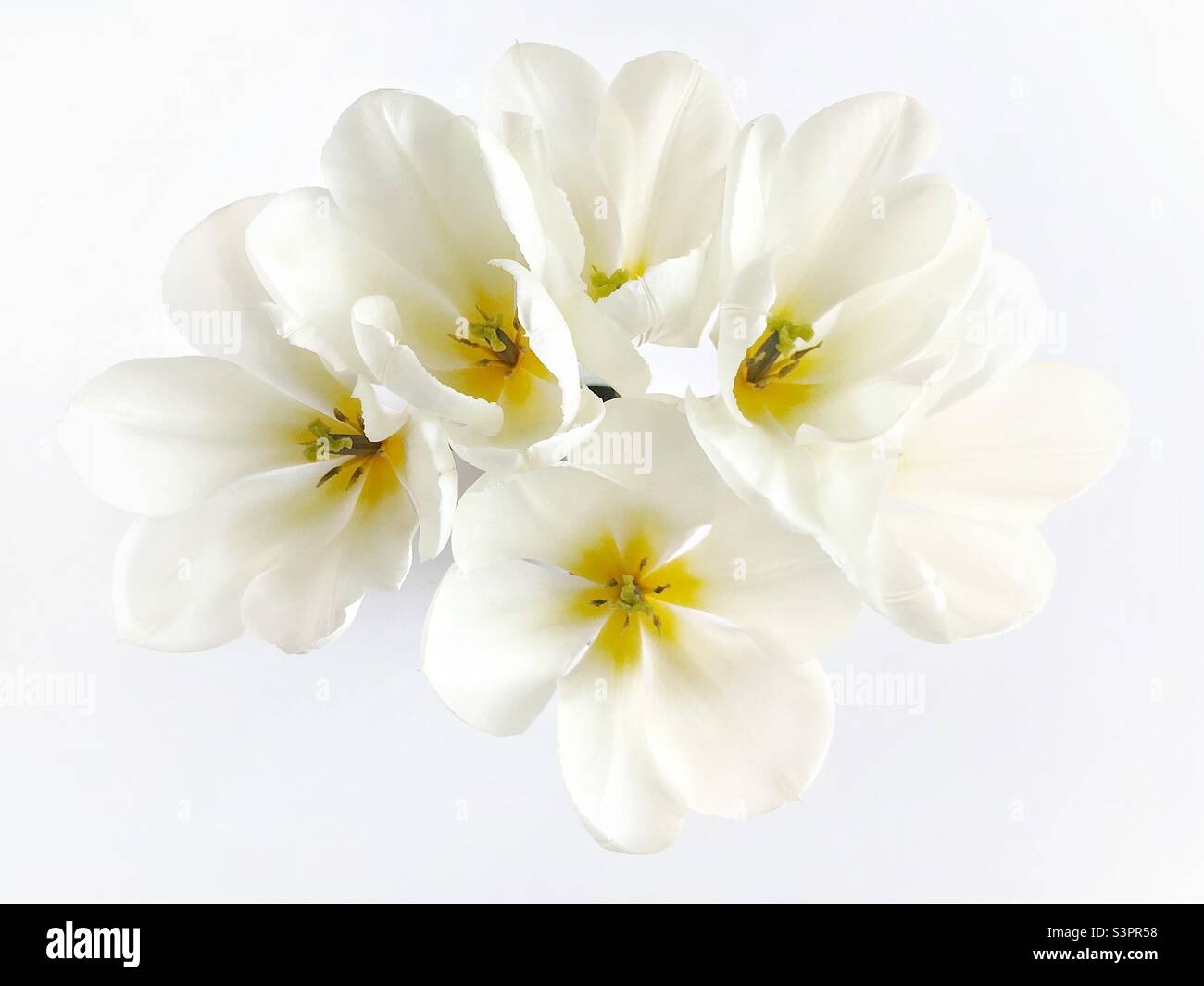 Tulipes haute clé - Image de stock capturée avec un smartphone