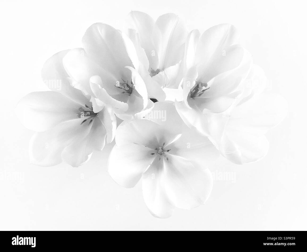 Tulipes - Image de stock capturée avec un smartphone