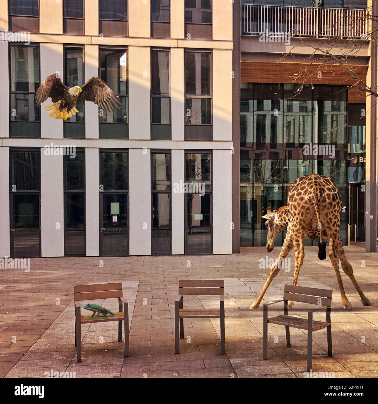 C'est une jungle dehors là. Girafe, aigle et grenouille en milieu urbain, Université d'Édimbourg, Écosse. Créé avec l'application Urban Jungle photo Editing. Banque D'Images