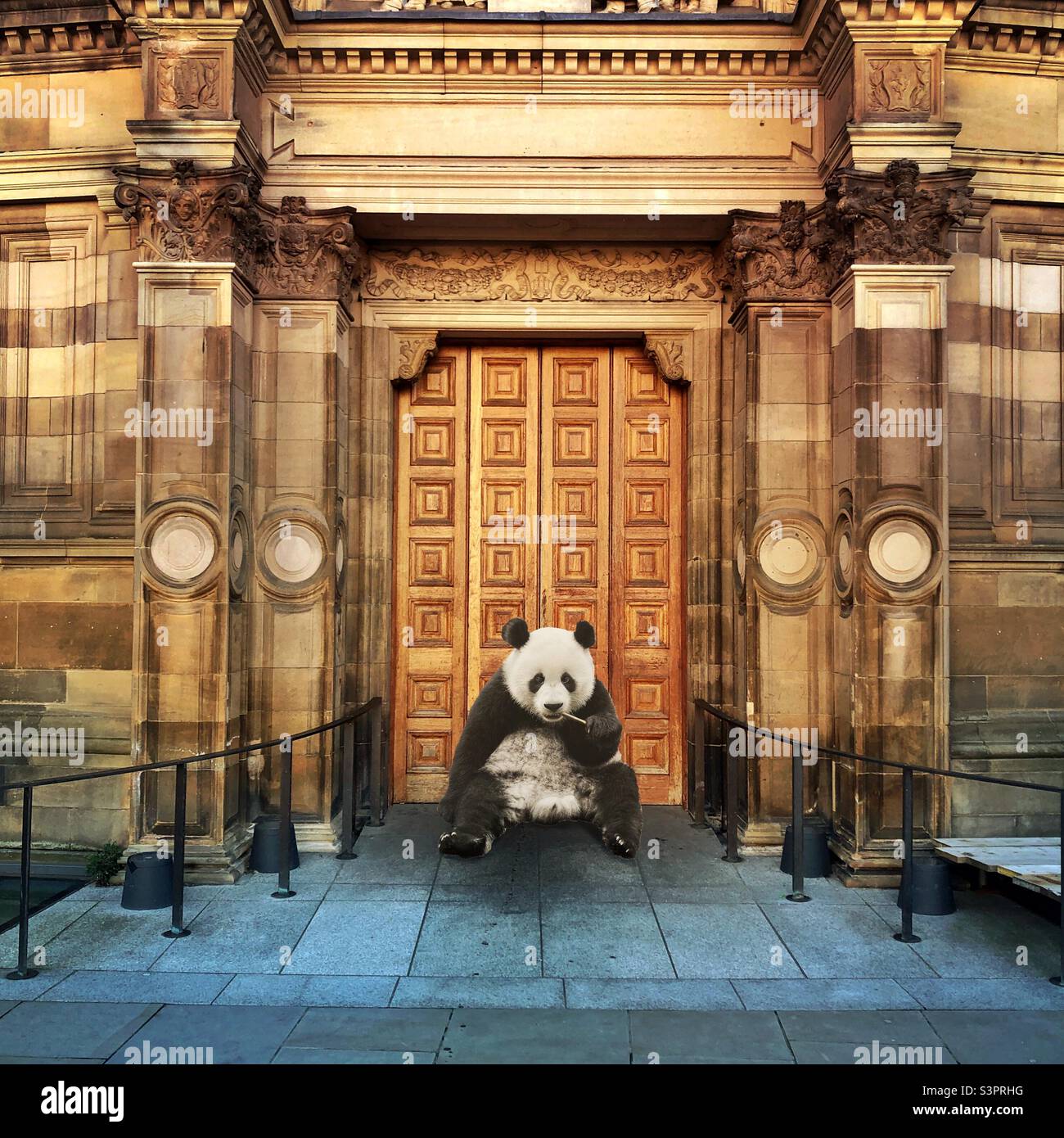 Garde Panda. Reid concert Hall, Université d'Édimbourg, Écosse. Composite photo créé avec l'application Urban Jungle photo Editing Banque D'Images