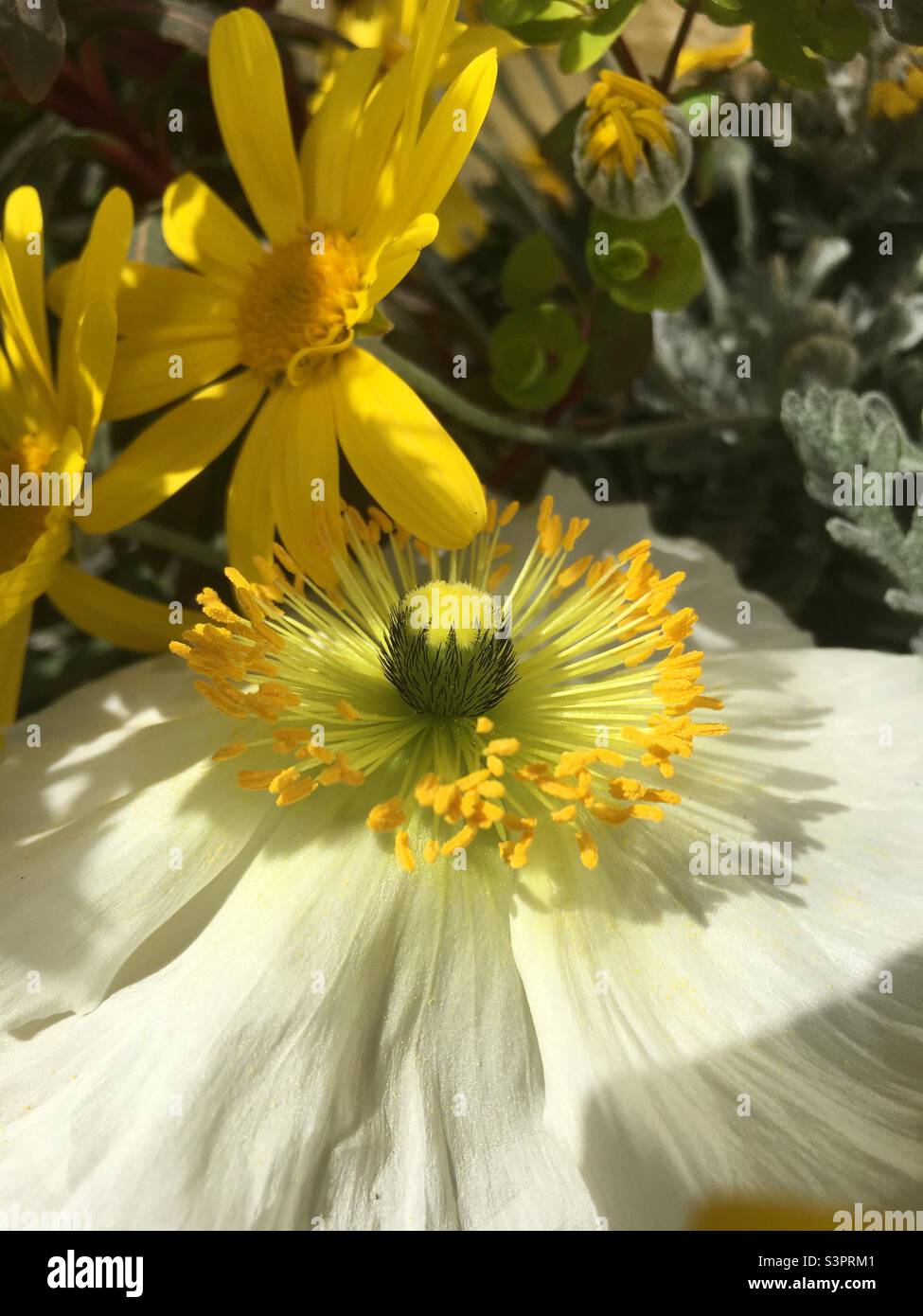 Coquelicot, blanc, jaune, Marguerite, fleurs, vert, nature, beauté Banque D'Images