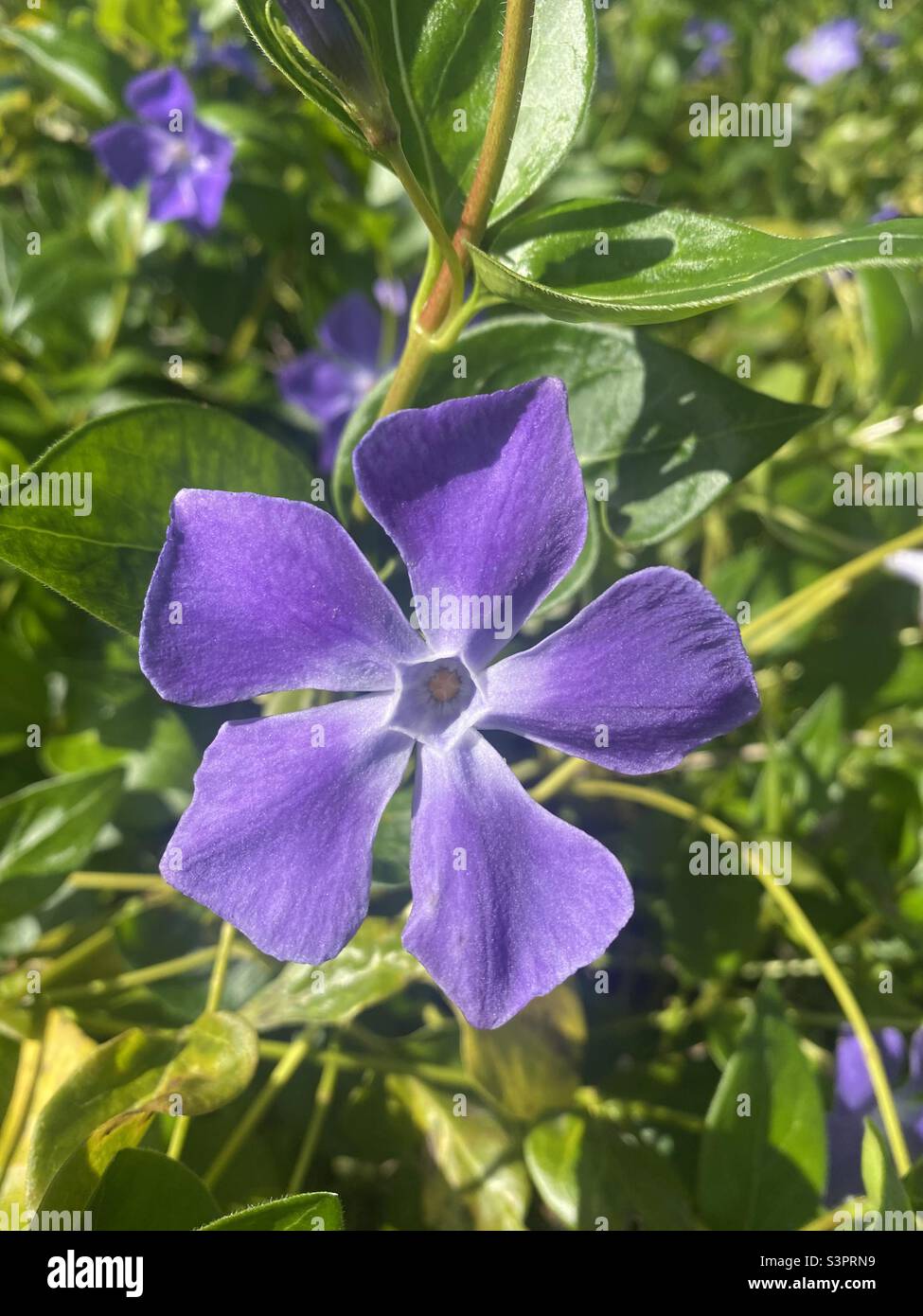 Fleurs dans le soleil Banque D'Images