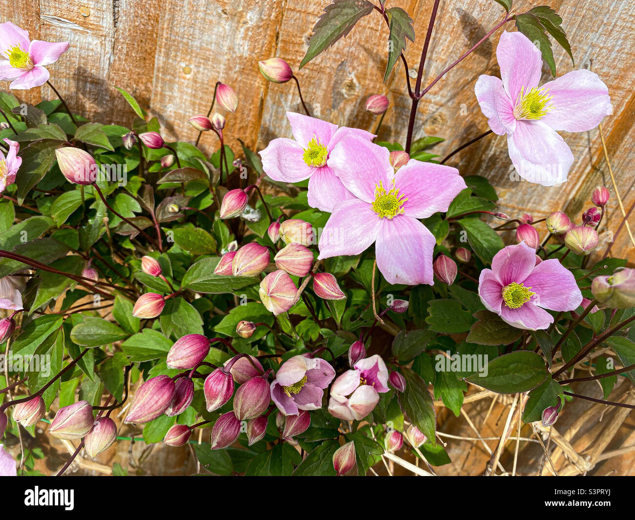 Clematis Montana en pleine floraison au printemps. Il a de belles fleurs roses et beaucoup de bourgeons non ouverts. Banque D'Images