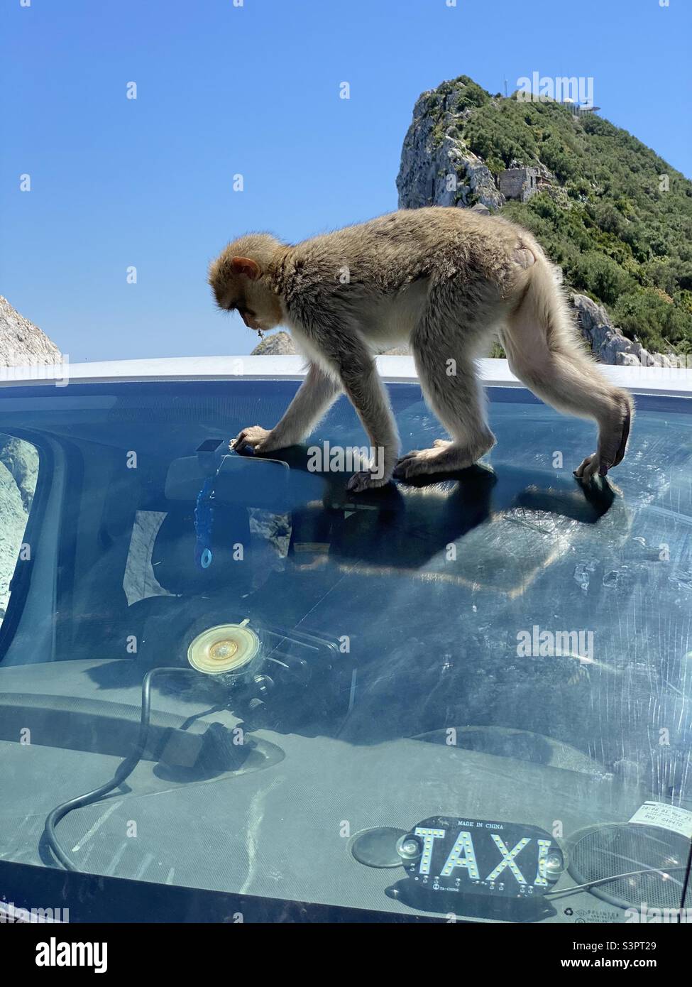 Macaque de Barbarie marchant sur un pare-brise de voiture Banque D'Images