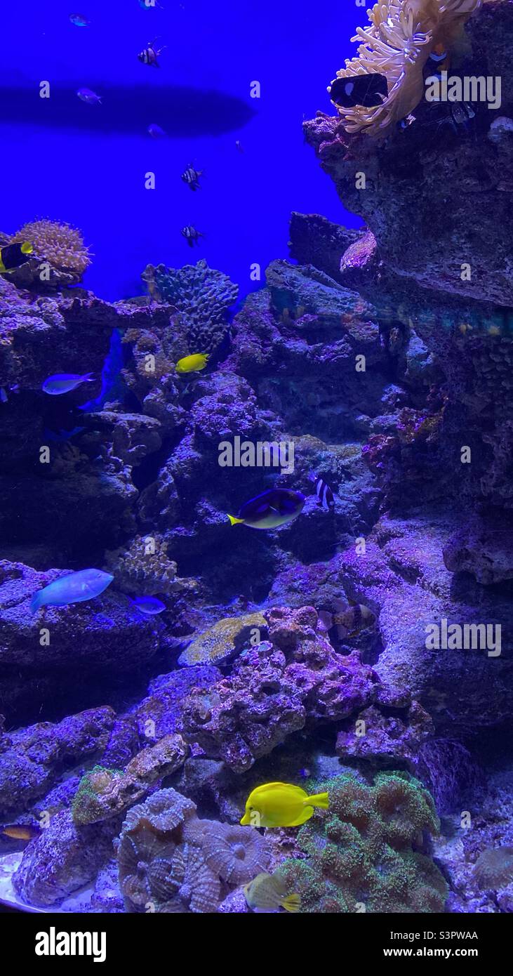 Pêchez dans l'aquarium de Port Vell, Barcelone, Catalogne, Espagne, Europe. 17 mars 2022. Banque D'Images