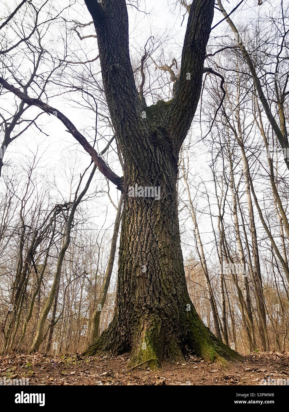 Grand vieux chêne en gros plan croissant dans la forêt Banque D'Images