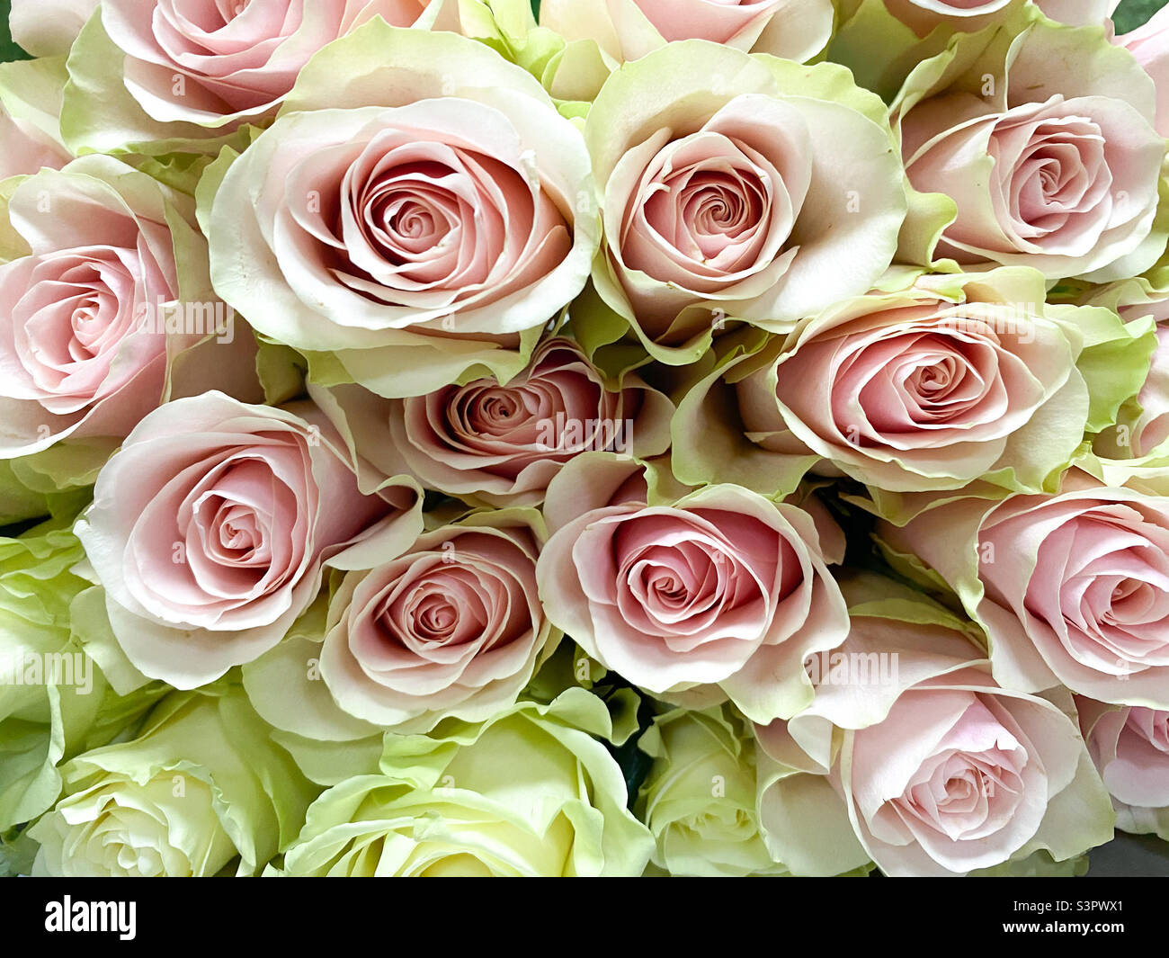 Un bouquet de roses blanc-rouge gros plan. Fond de roses blanc-rouge - Image de stock capturée avec un smartphone