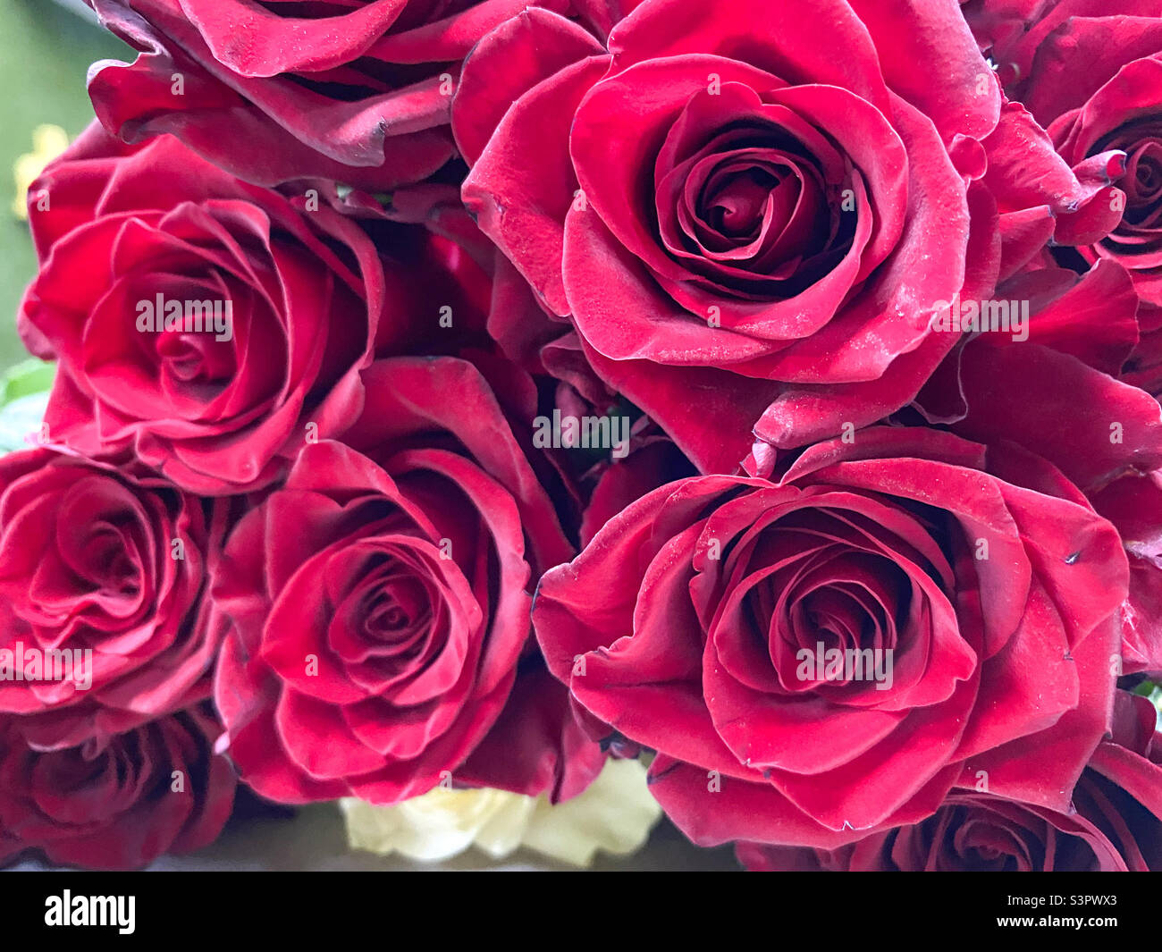 Bouquet de roses rouges en gros plan. Fond de roses rouges - Image de stock capturée avec un smartphone