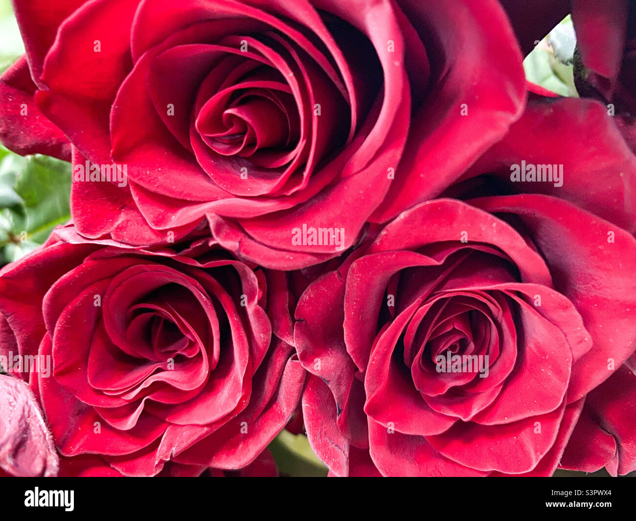 Bouquet de roses rouges en gros plan. Fond de roses rouges - Image de stock capturée avec un smartphone