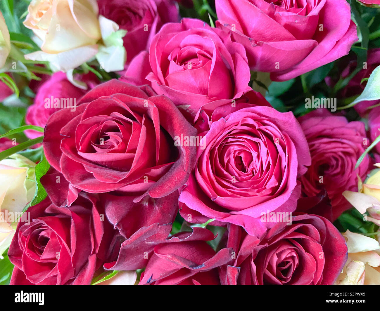 Bouquet de roses rouges en gros plan. Fond de roses rouges - Image de stock capturée avec un smartphone
