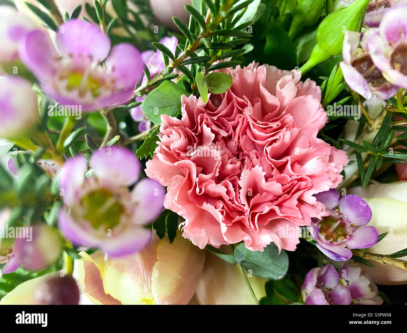 Bouquet de Dianthus caryophyllus gros plan. Contexte de Dianthus caryophyllus - Image de stock capturée avec un smartphone