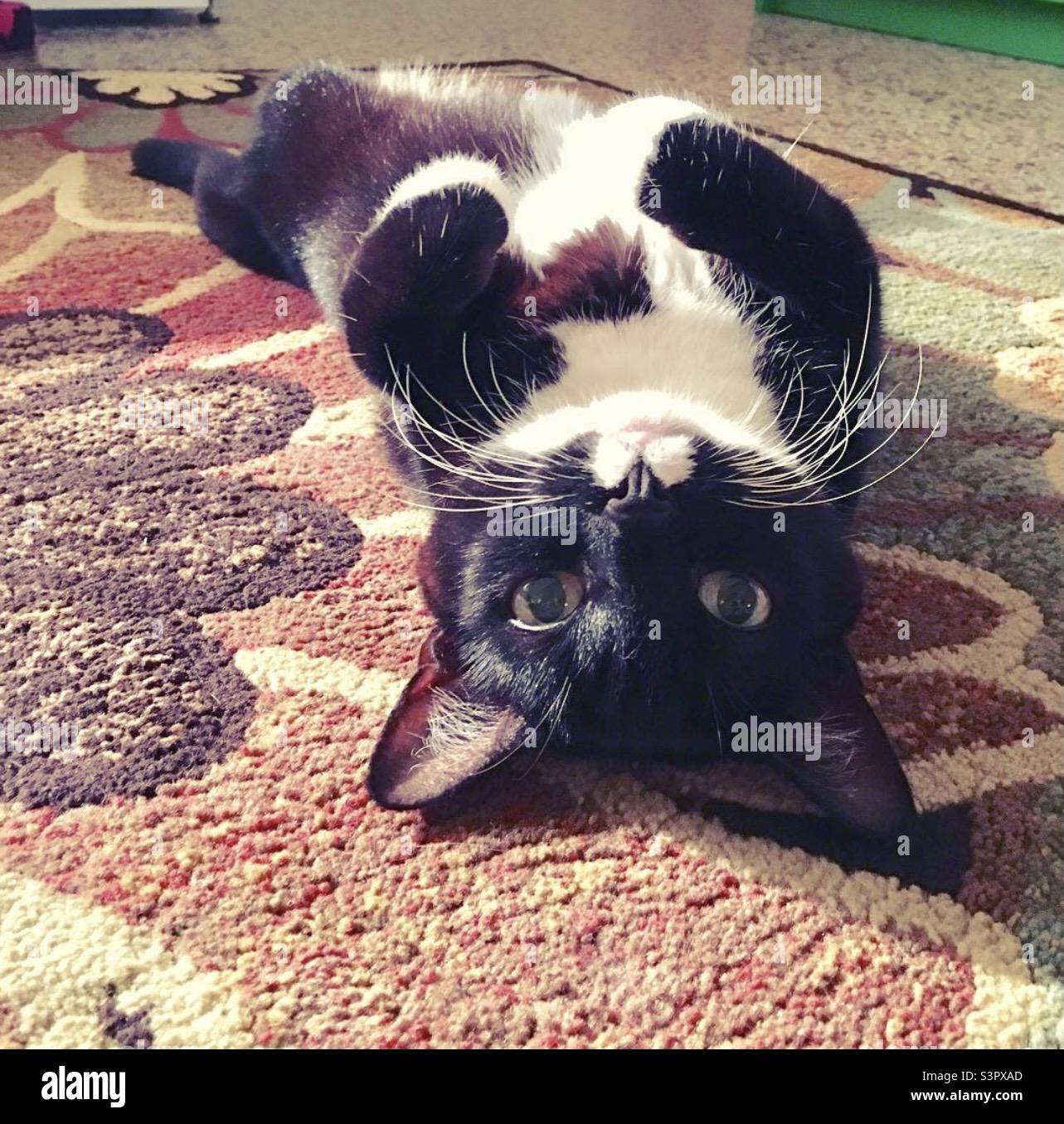 Chat noir et blanc se posant sur le dos avec la tête vers l'appareil photo regardant à l'envers sur le tapis de fleur à l'intérieur de la maison Banque D'Images