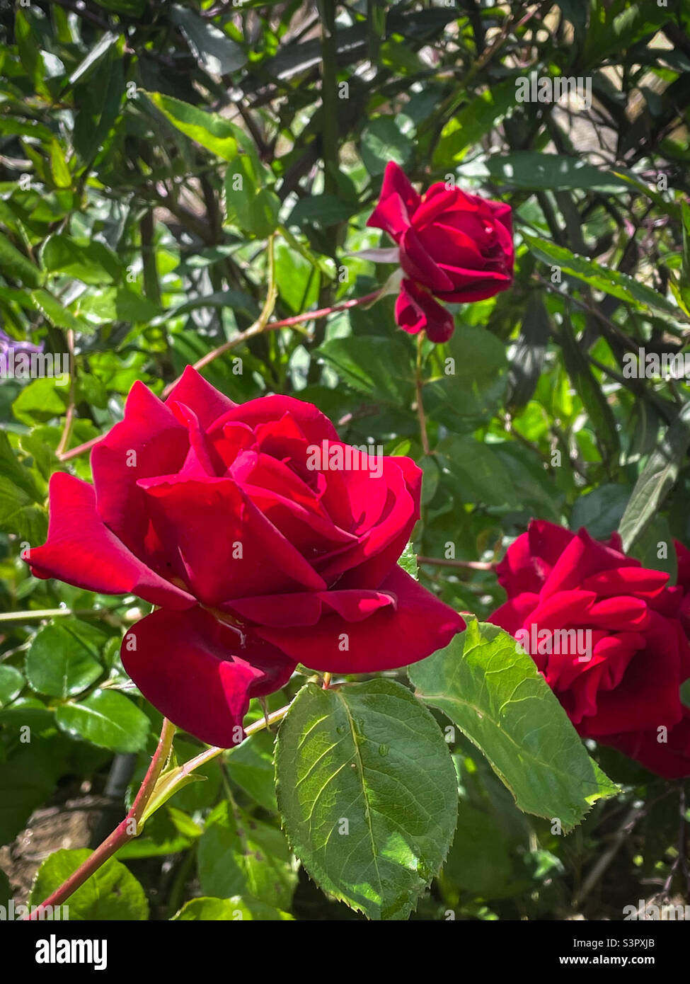 Roses rouges en croissance sauvage - Image de stock capturée avec un smartphone