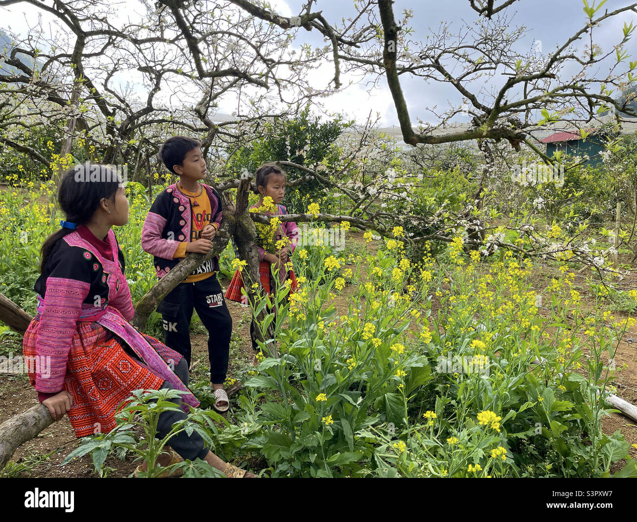 Bébés des Highlands dans des jardins fleuris Banque D'Images