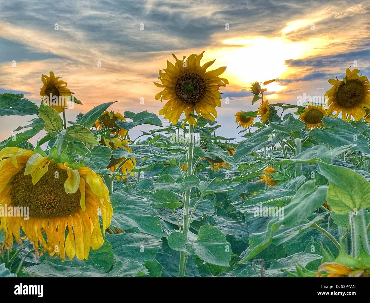 Tournesols coucher de soleil Banque de photographies et d’images à