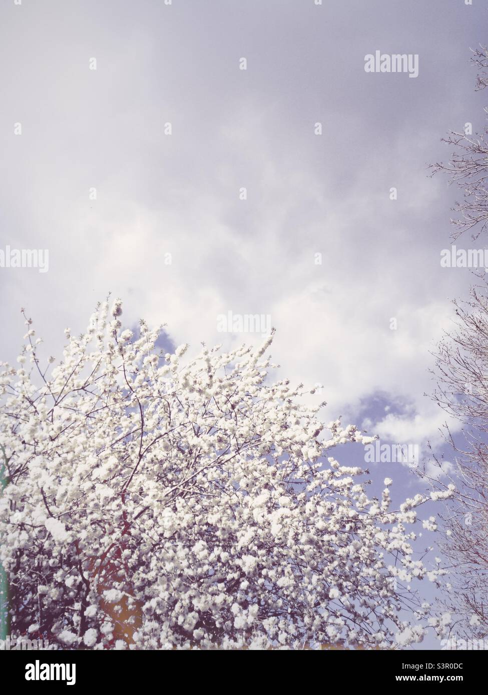 Fleurs blanches sur les arbres au printemps avec des nuages blancs dans le ciel. Image d'arrière-plan blanche avec thème de la nature et espace de copie pour les mots Banque D'Images