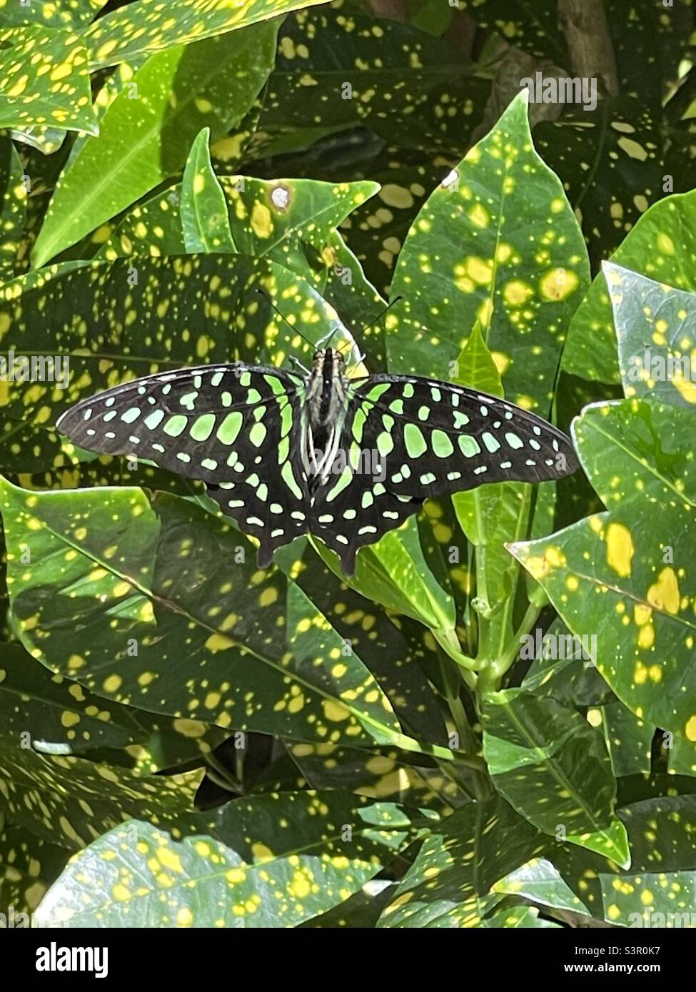 Magnifique papillon vert et noir à la forêt tropicale des papillons au musée d'histoire naturelle de Floride à Gainesville. Banque D'Images