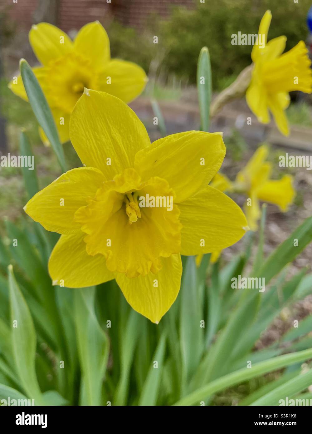 Jonquilles jaune Banque D'Images