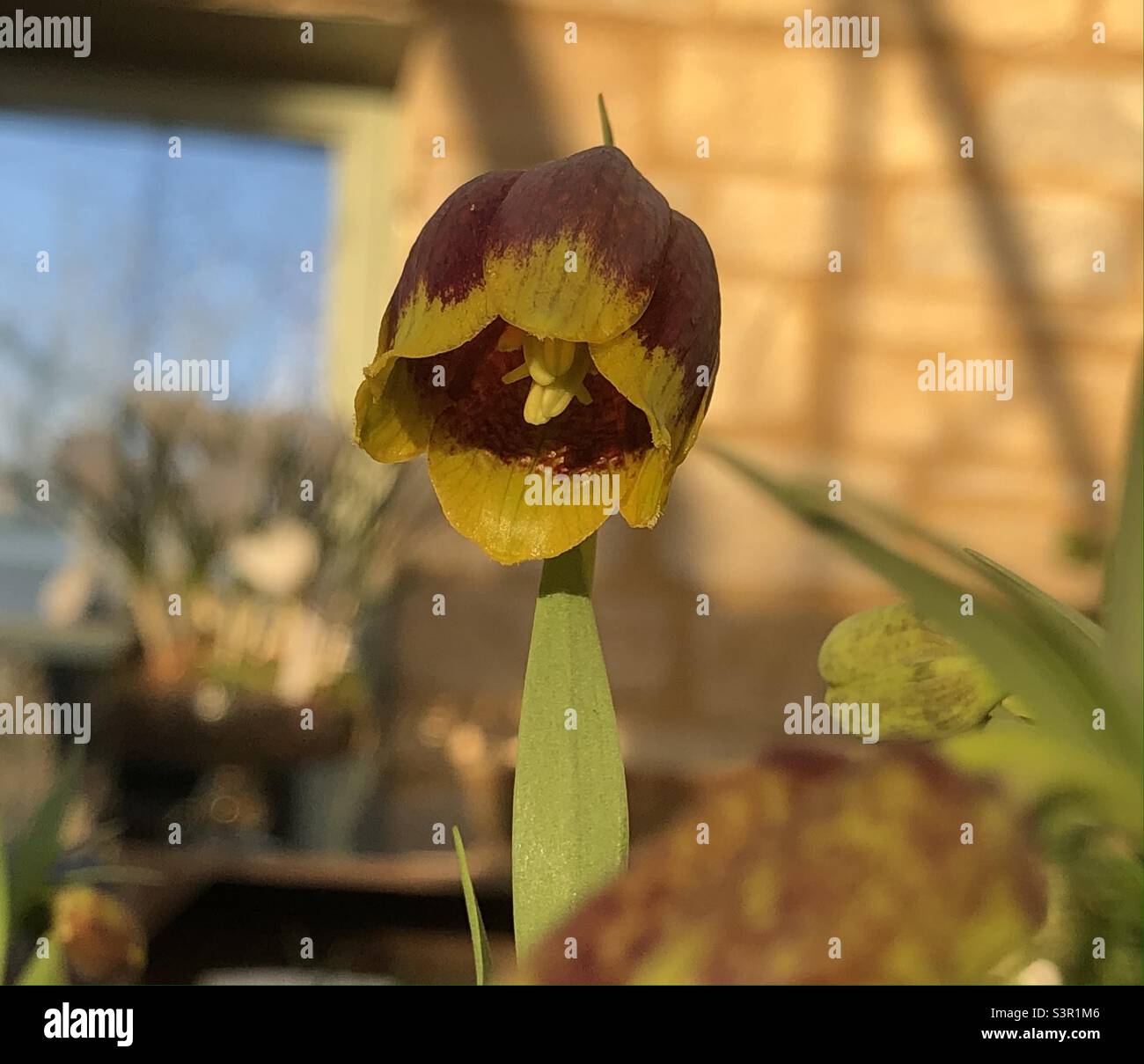 Tête de serpents espèces de Lilly fritillaire en fleur montrant le profil de la tête de serpents dans un conservatoire printanier. - Image de stock capturée avec un smartphone